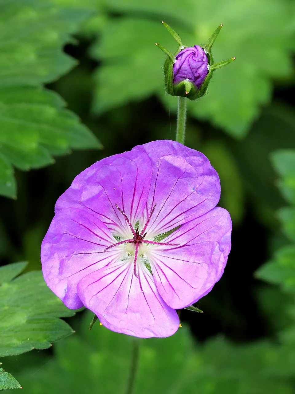 Fehérszemű gólyaorr / Geranium wallichianum 'Kelly-Anne'