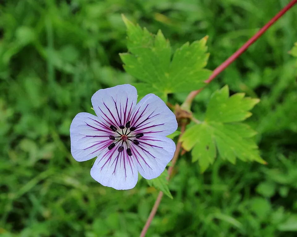 Fehérszemű gólyaorr / Geranium wallichianum 'Kelly-Anne'