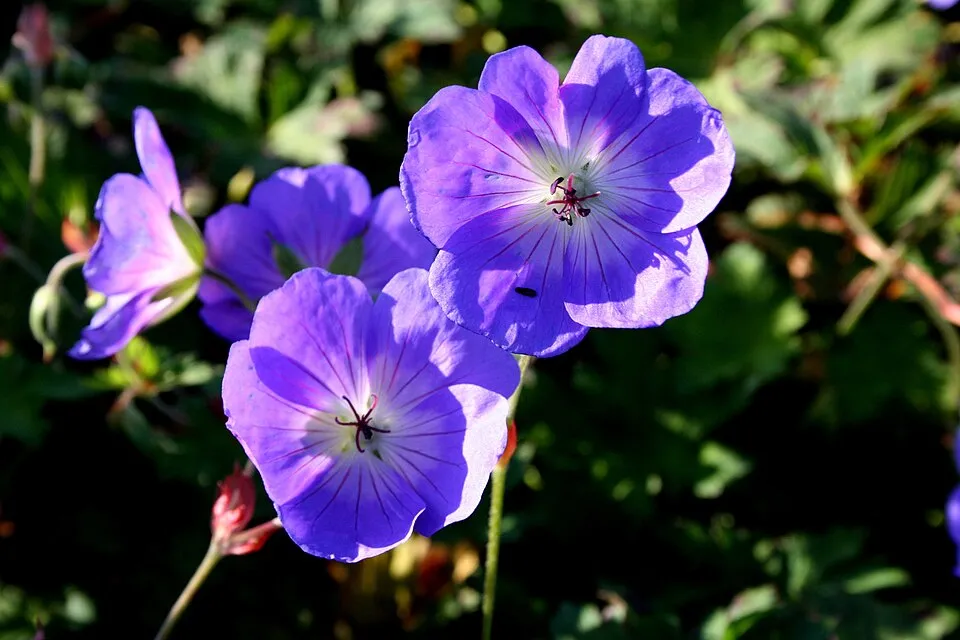 Fehérszemű gólyaorr / Geranium wallichianum 'Rozanne'