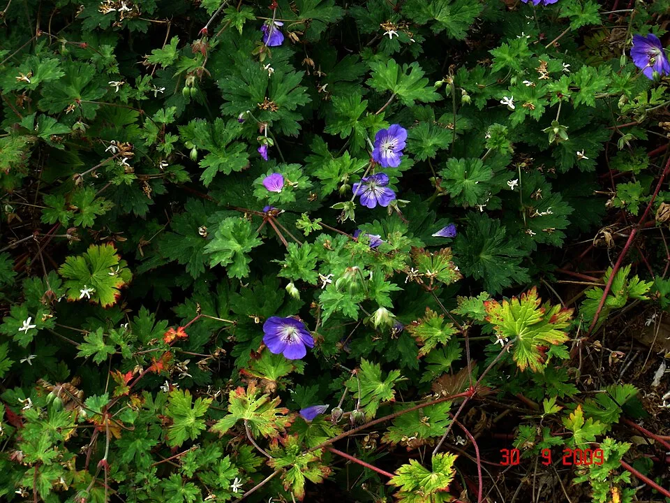 Fehérszemű gólyaorr / Geranium wallichianum 'Rozanne'