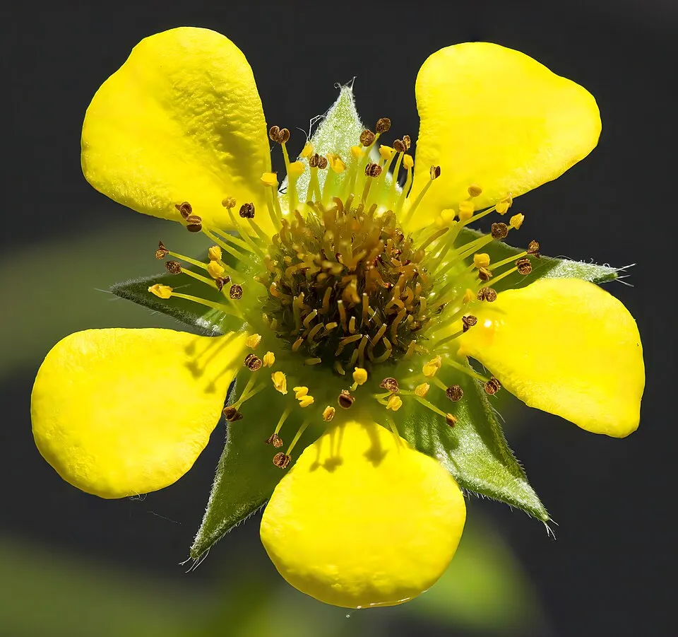 Gyömbérgyökér / Geum 'Can Can'