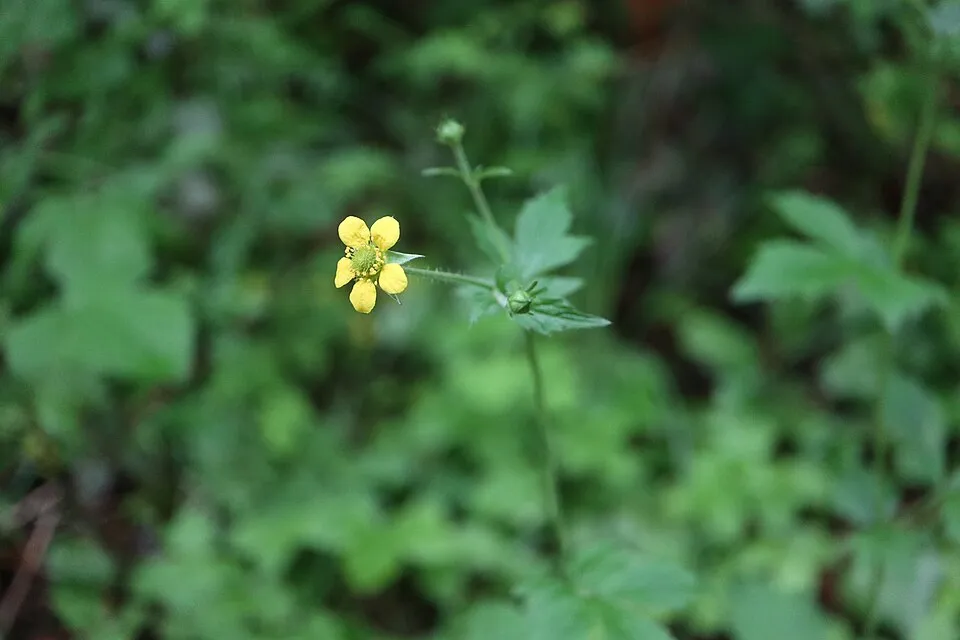Gyömbérgyökér / Geum 'Can Can'