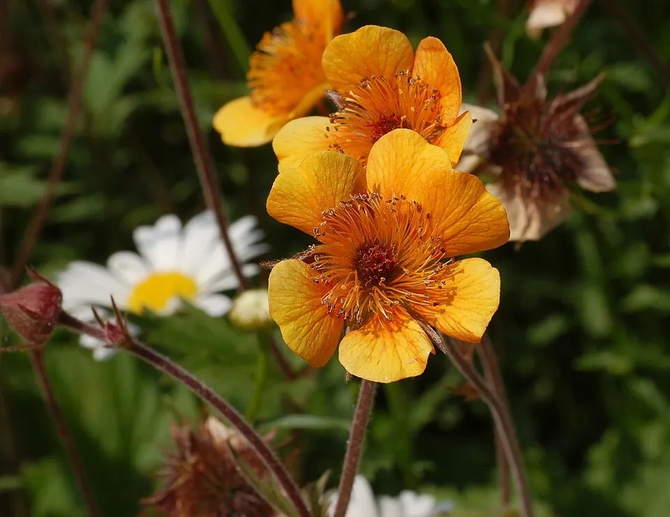 Gyömbérgyökér / Geum 'Can Can'