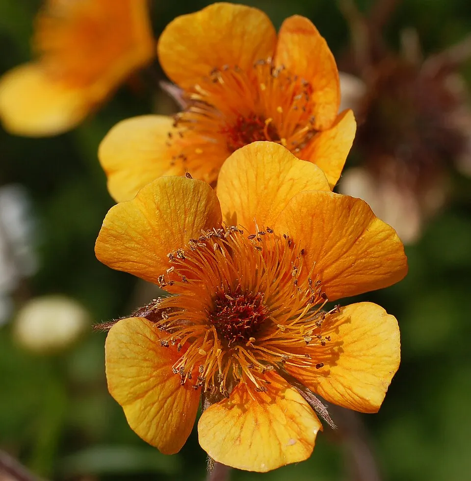Gyömbérgyökér / Geum 'Can Can'