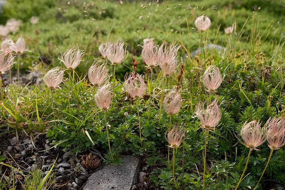 Gyömbérgyökér / Geum 'Can Can'