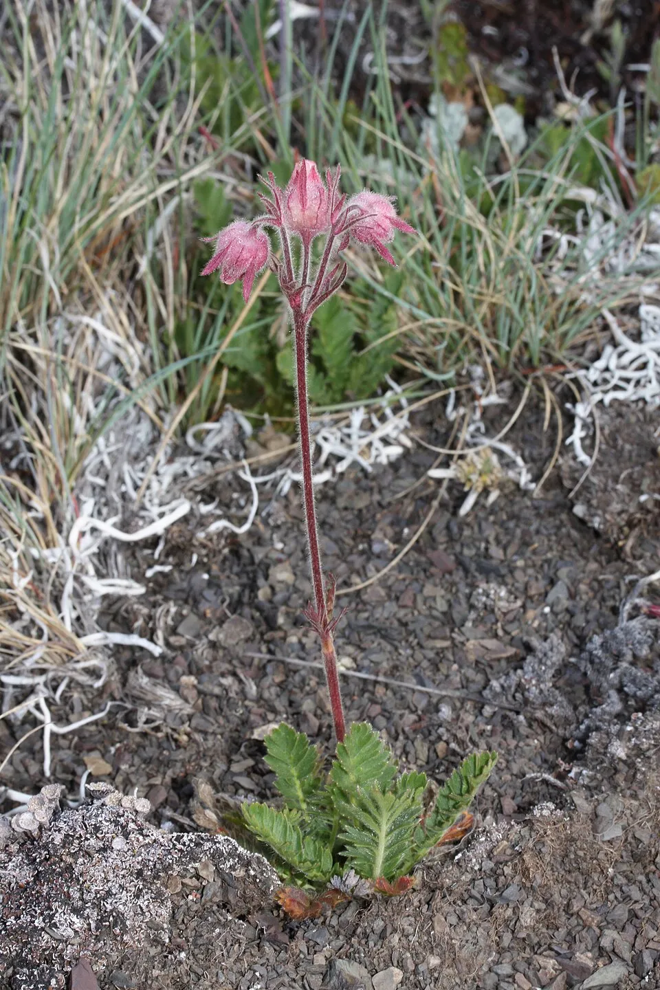 Gyömbérgyökér / Geum 'Can Can'