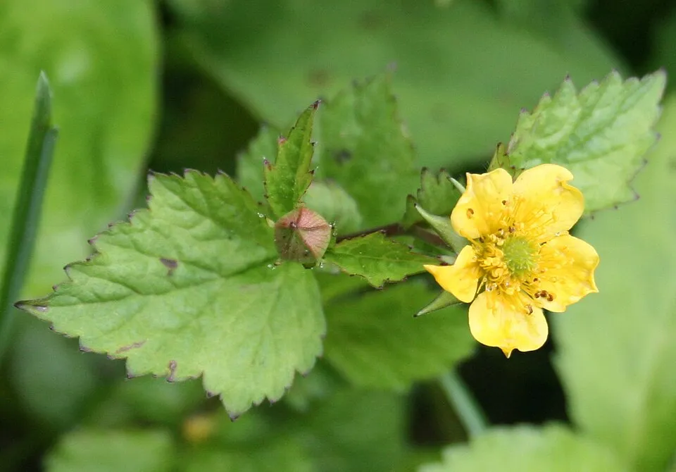 Gyömbérgyökér / Geum 'Can Can'