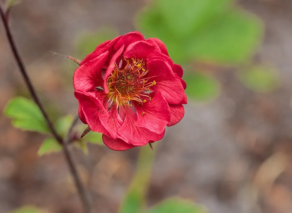 Gyömbérgyökér / Geum 'Can Can'