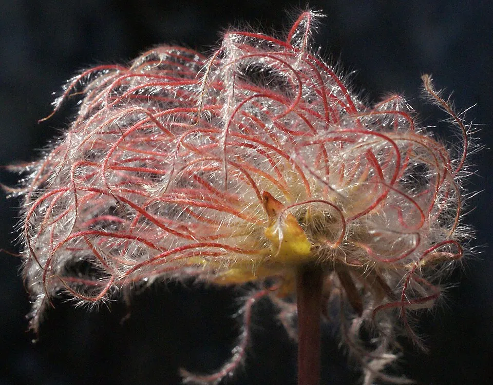 Gyömbérgyökér / Geum 'Can Can'
