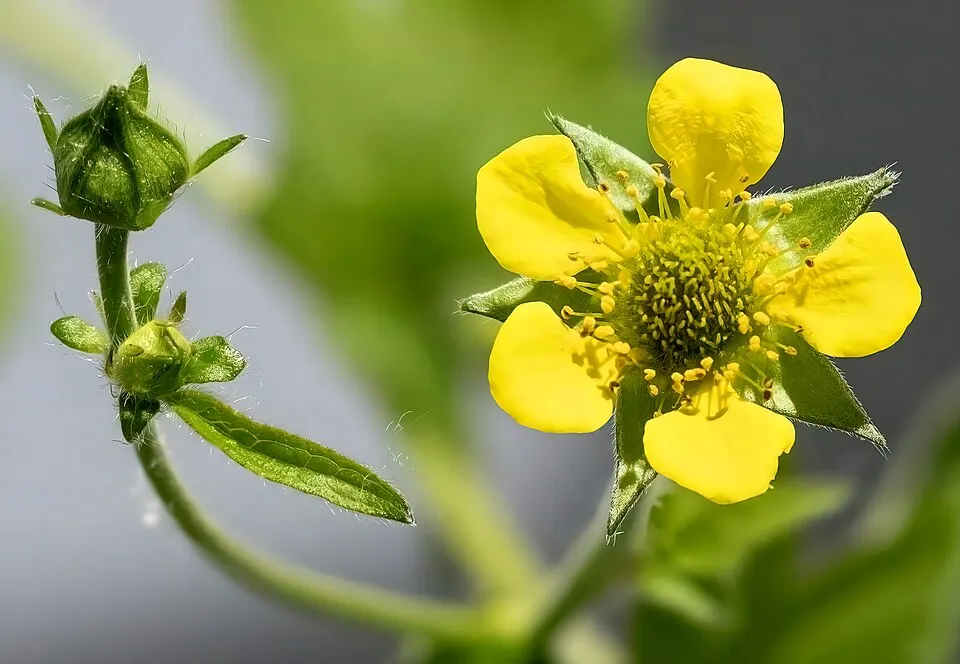 Gyömbérgyökér / Geum 'Can Can'