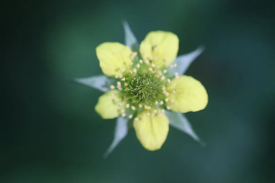 Gyömbérgyökér / Geum 'Firestarter'