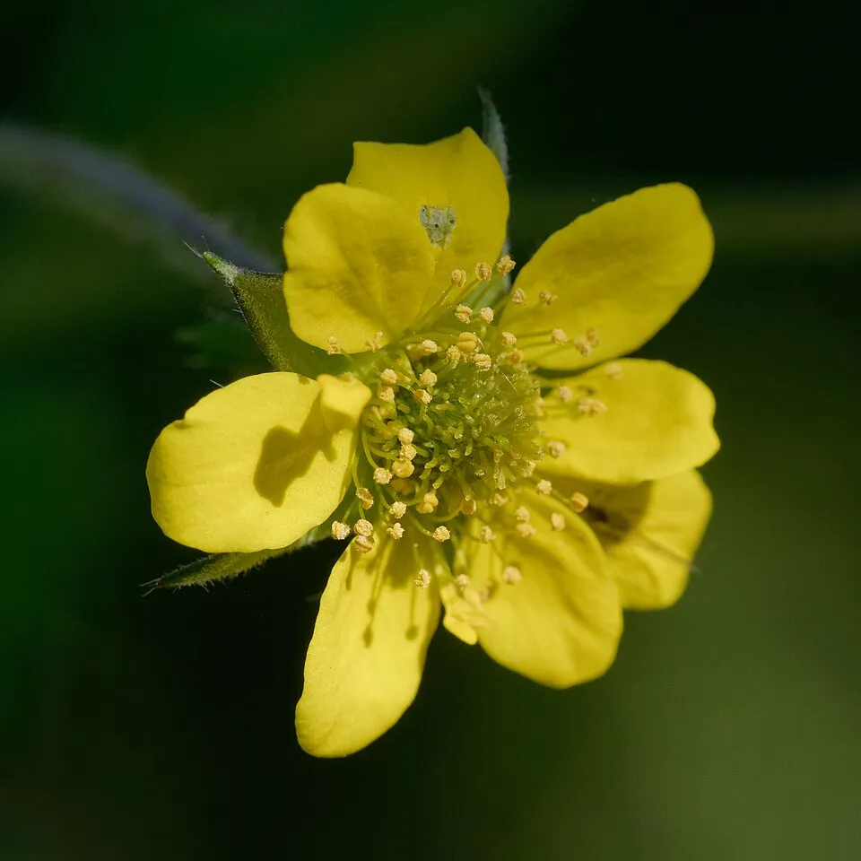 Gyömbérgyökér / Geum 'Firestarter'