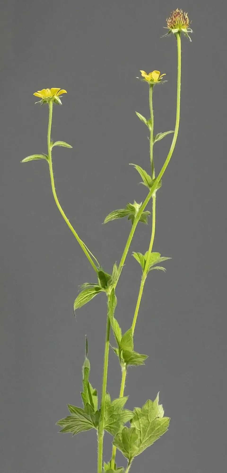 Gyömbérgyökér / Geum 'Firestarter'