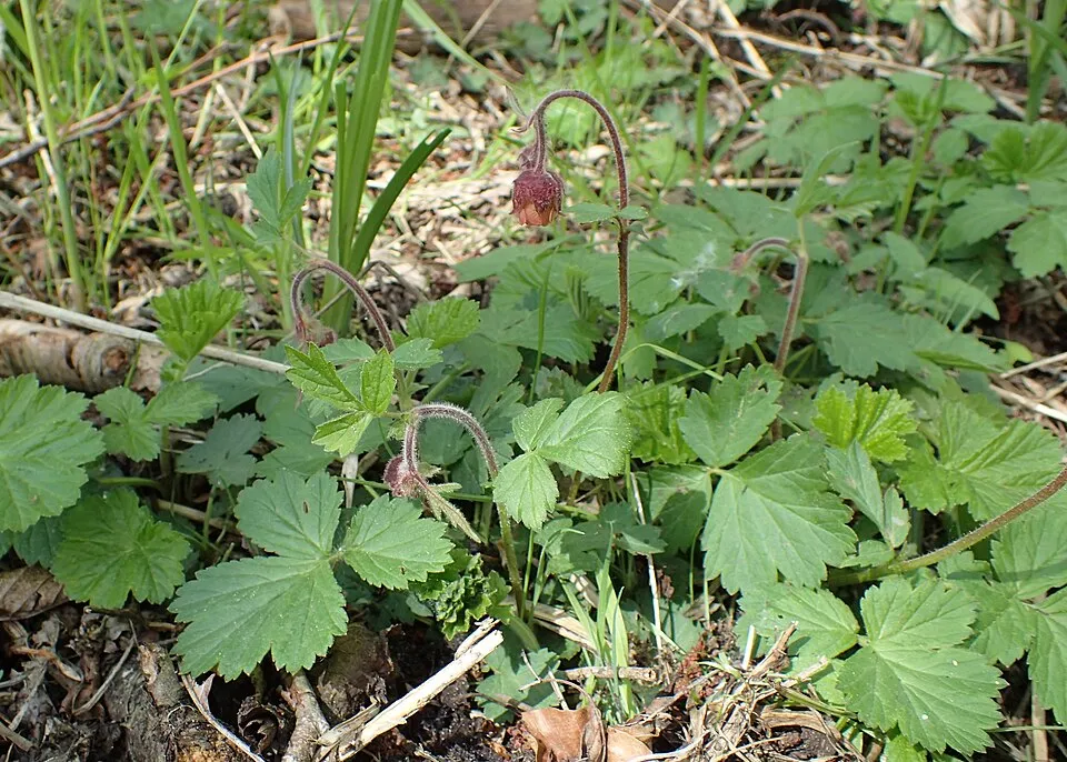 Gyömbérgyökér / Geum 'Mango Lassi'