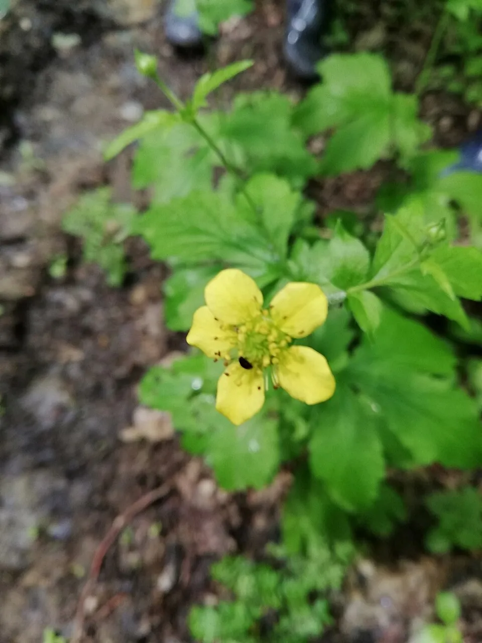Gyömbérgyökér / Geum 'Mango Lassi'