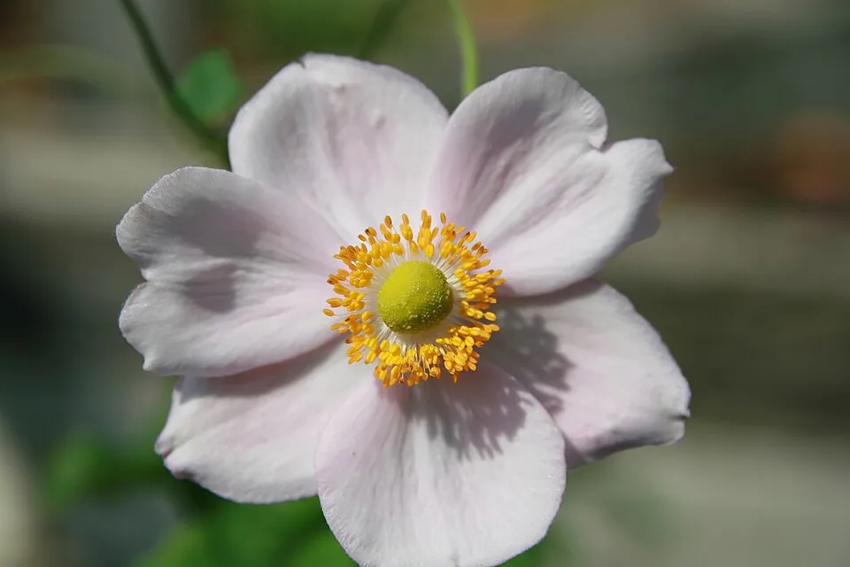 Hibrid szellőrózsa / Anemone × hybrida 'Andrea Atkinson'