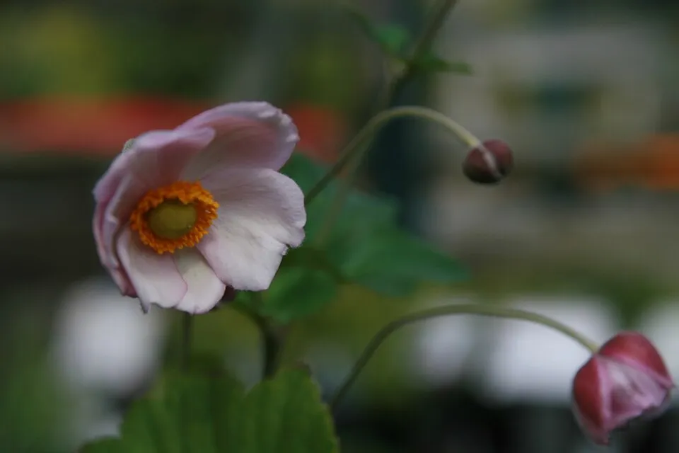 Hibrid szellőrózsa / Anemone × hybrida 'Andrea Atkinson'