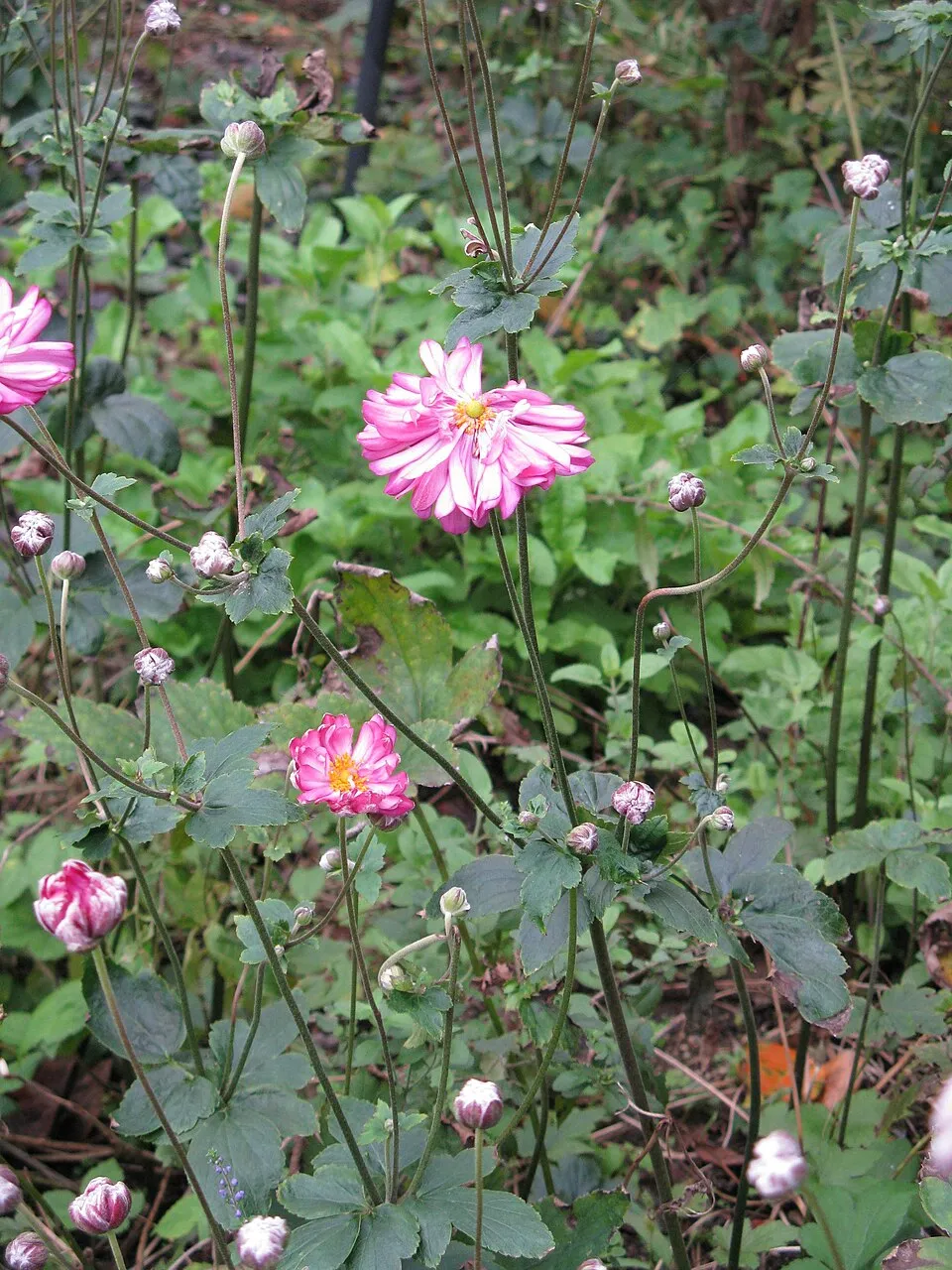 Hibrid szellőrózsa / Anemone × hybrida 'Andrea Atkinson'
