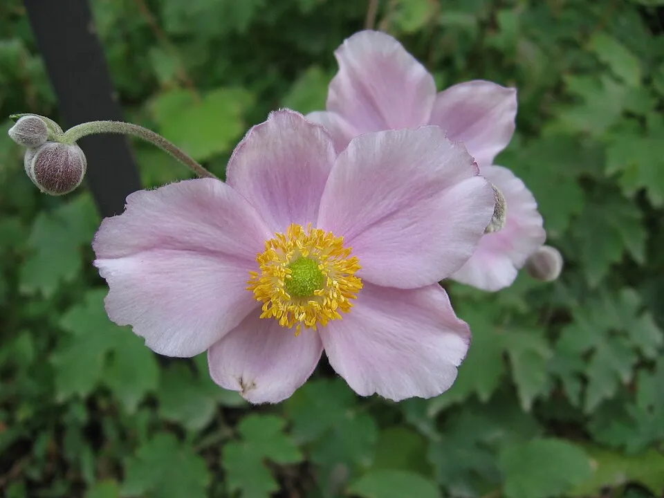 Hibrid szellőrózsa / Anemone × hybrida 'Andrea Atkinson'
