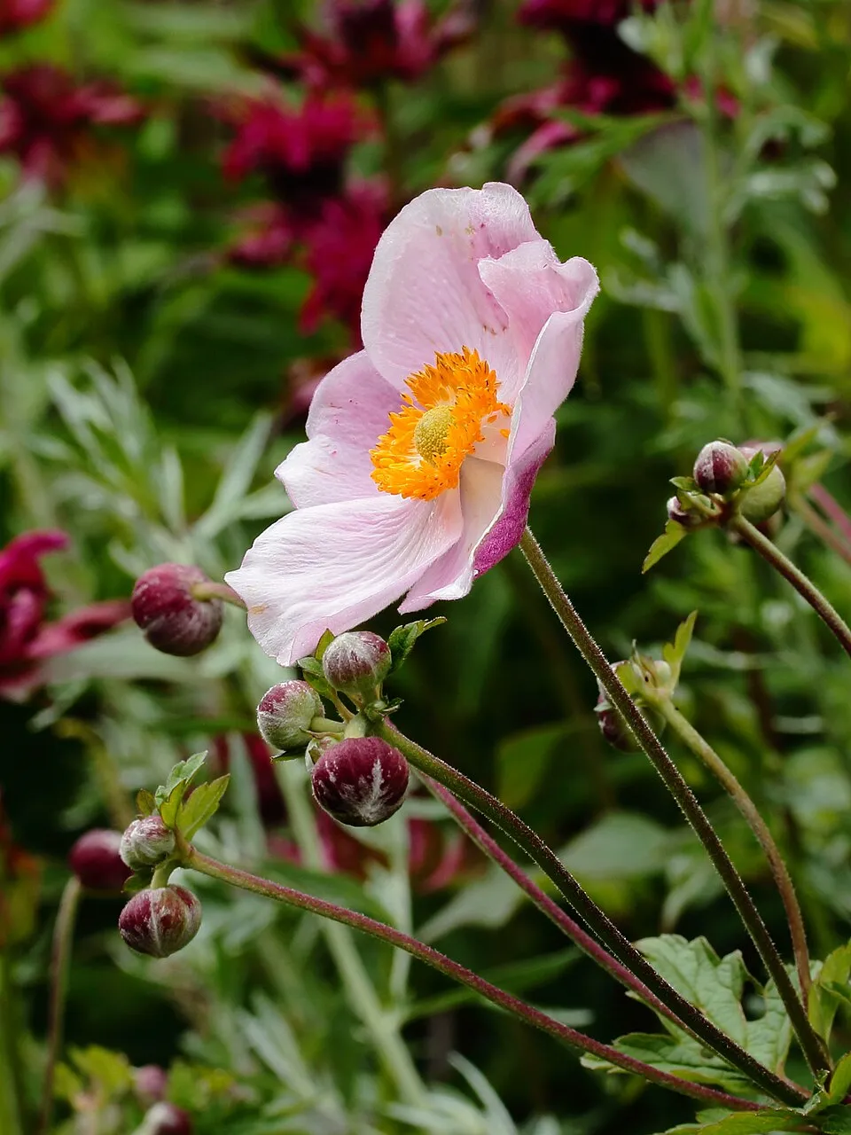 Hibrid szellőrózsa / Anemone × hybrida 'Andrea Atkinson'