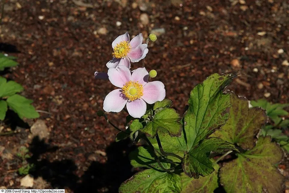 Hibrid szellőrózsa / Anemone × hybrida 'Andrea Atkinson'