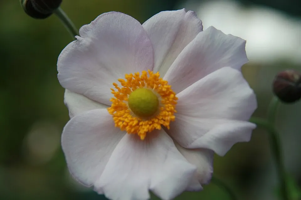 Hibrid szellőrózsa / Anemone × hybrida 'Andrea Atkinson'