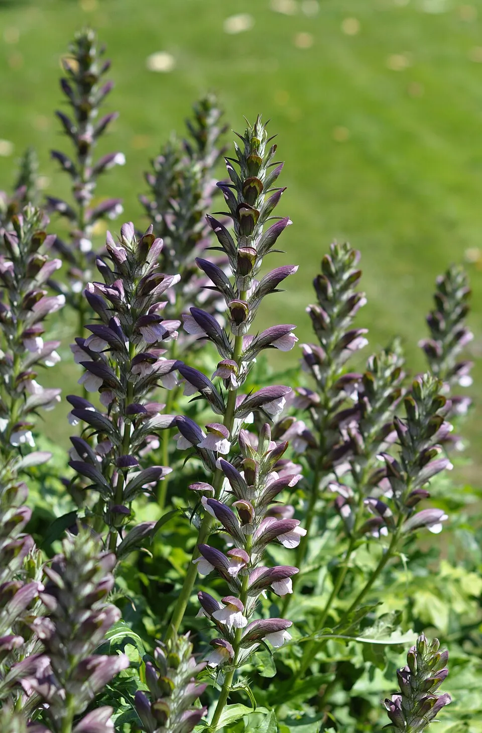 Hosszúlevelű medveköröm / Acanthus mollis