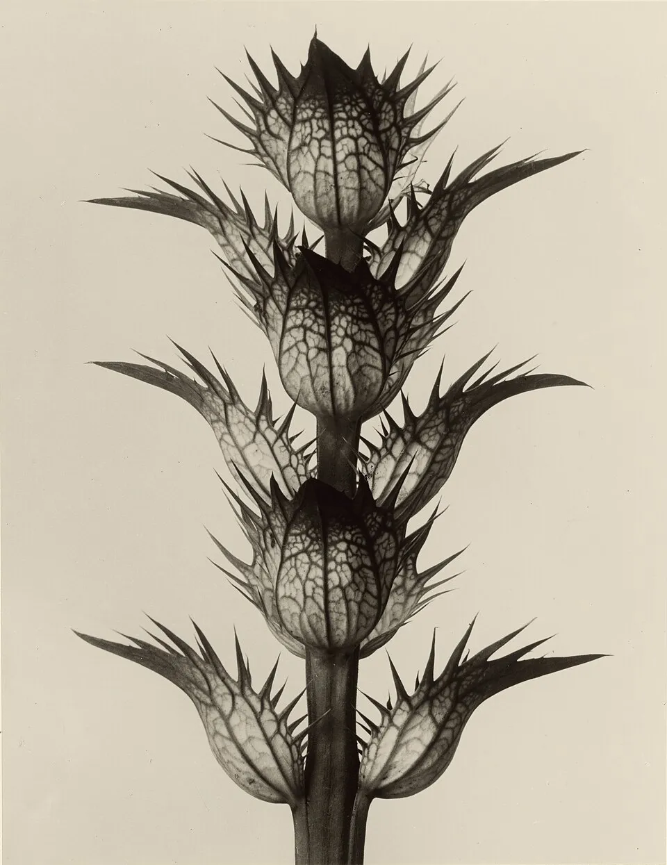 Hosszúlevelű medveköröm / Acanthus mollis