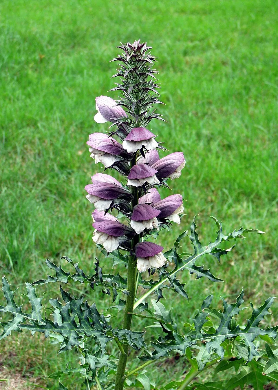 Hosszúlevelű medveköröm / Acanthus mollis