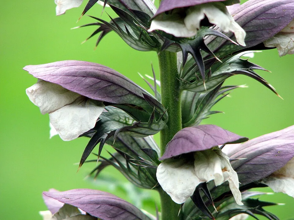 Hosszúlevelű medveköröm / Acanthus mollis