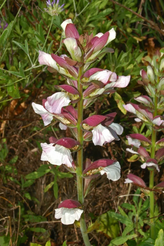 Hosszúlevelű medveköröm / Acanthus mollis