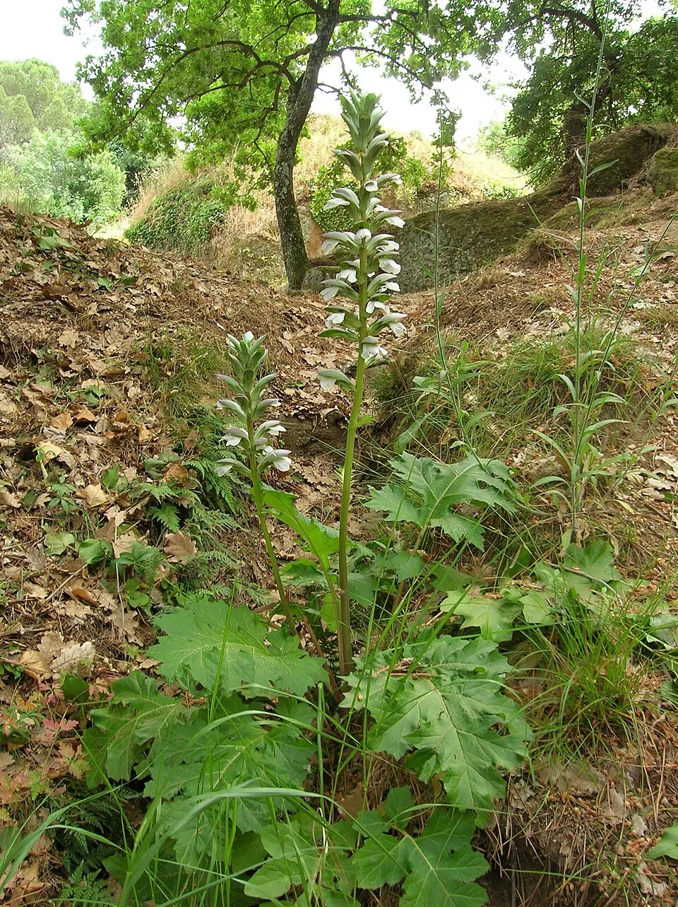 Hosszúlevelű medveköröm / Acanthus mollis