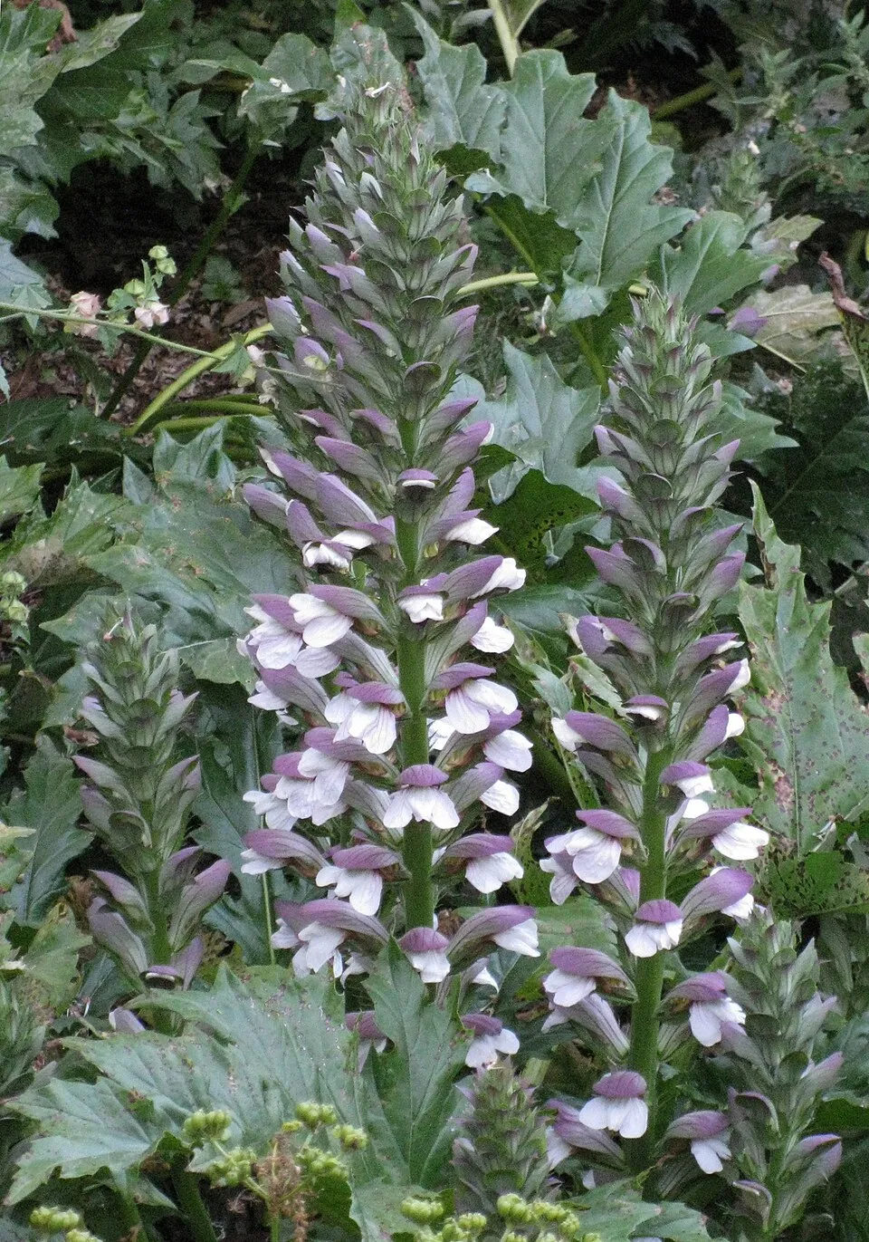 Hosszúlevelű medveköröm / Acanthus mollis