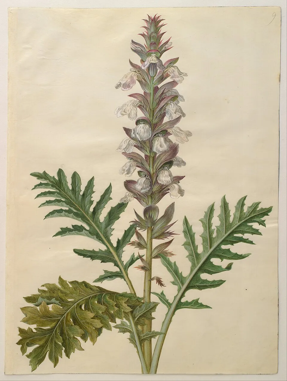 Hosszúlevelű medveköröm / Acanthus mollis