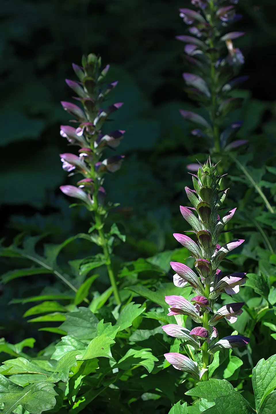 Hosszúlevelű medveköröm / Acanthus mollis