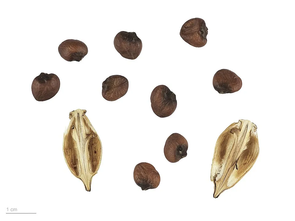 Hosszúlevelű medveköröm / Acanthus mollis
