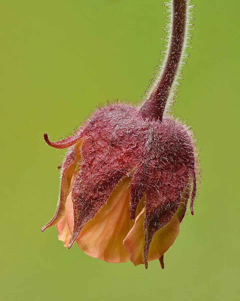 Gyömbérgyökér / Geum 'Nonna'