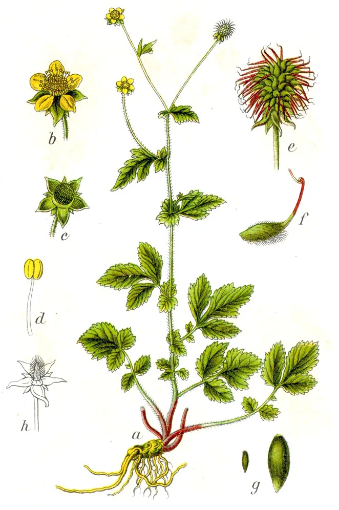 Gyömbérgyökér / Geum TEMPO 'Yellow'