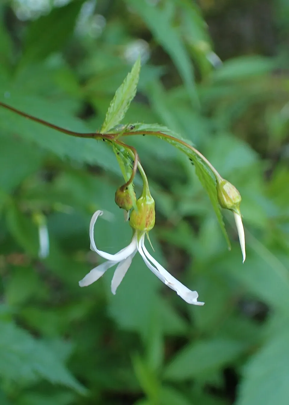 Hármaslevelű indiánlándzsa / Gillenia trifoliata