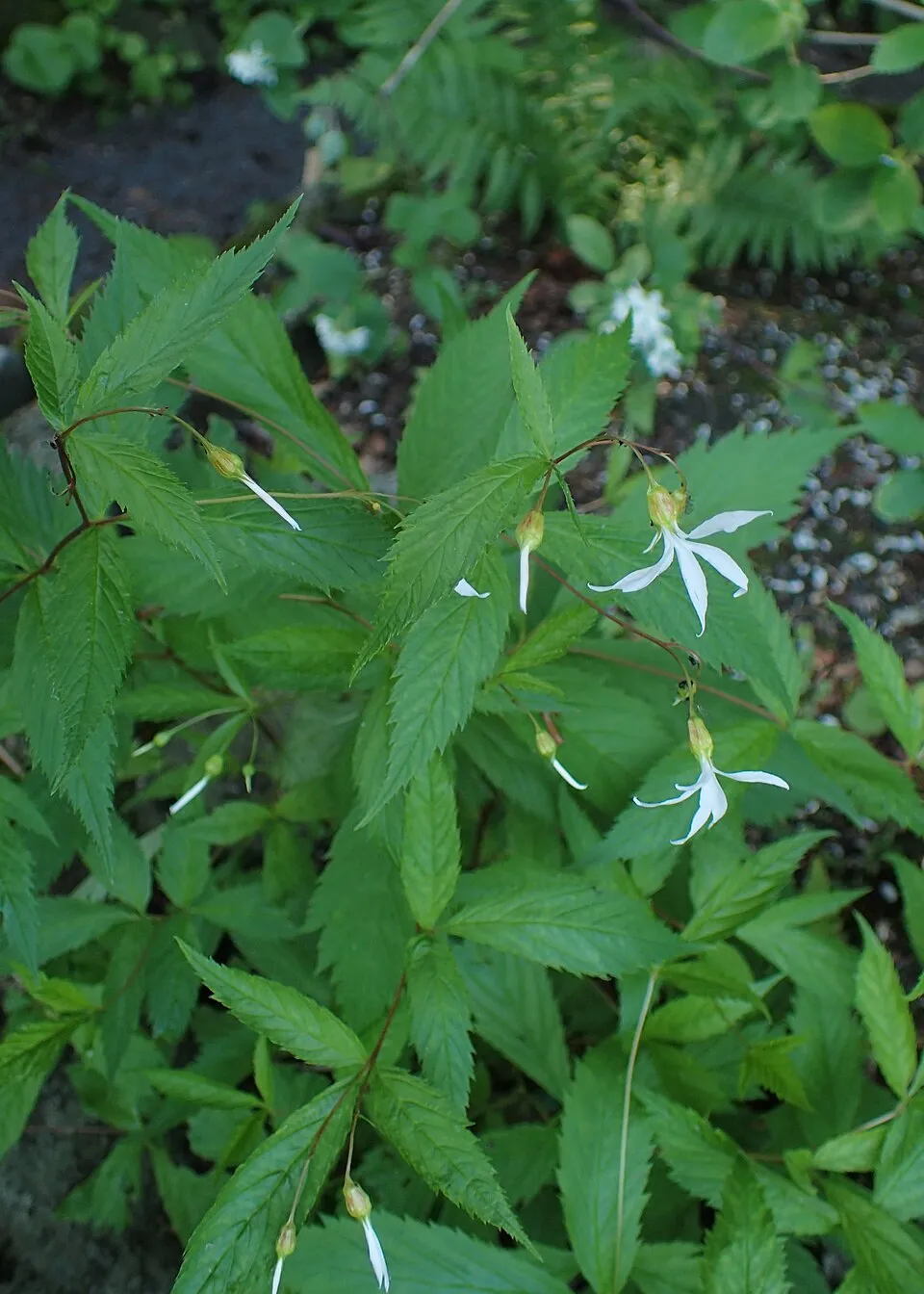 Hármaslevelű indiánlándzsa / Gillenia trifoliata