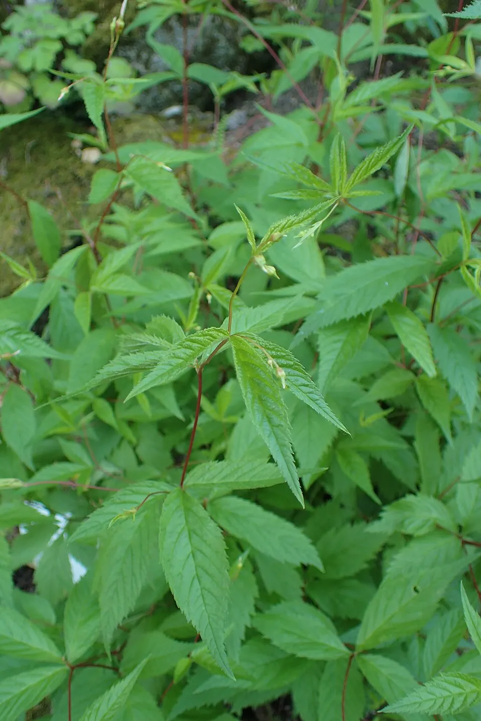 Hármaslevelű indiánlándzsa / Gillenia trifoliata