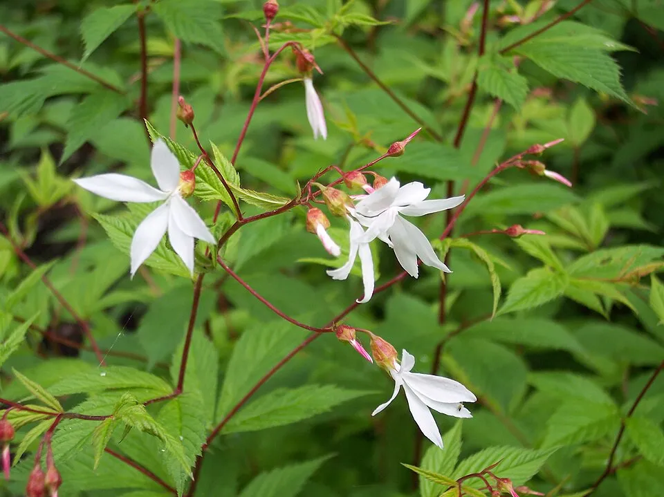 Hármaslevelű indiánlándzsa / Gillenia trifoliata