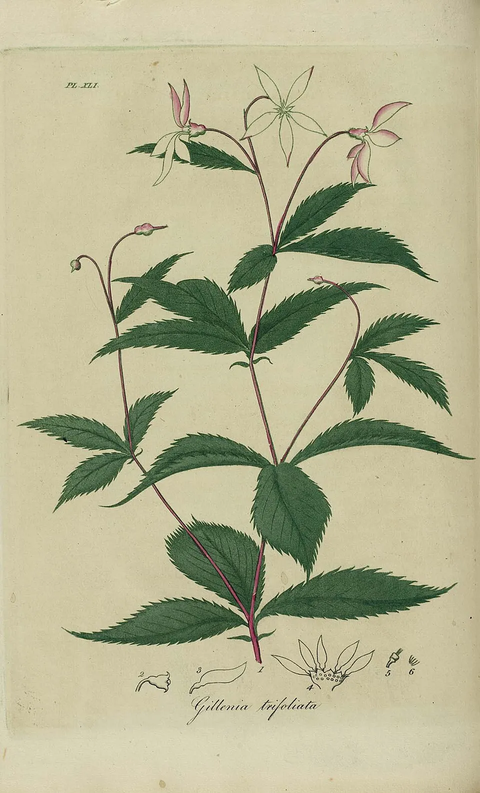 Hármaslevelű indiánlándzsa / Gillenia trifoliata