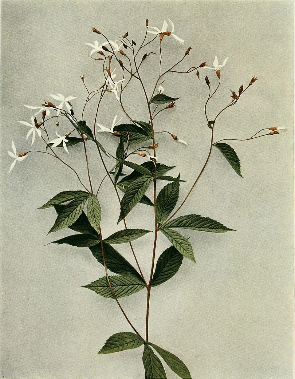 Hármaslevelű indiánlándzsa / Gillenia trifoliata