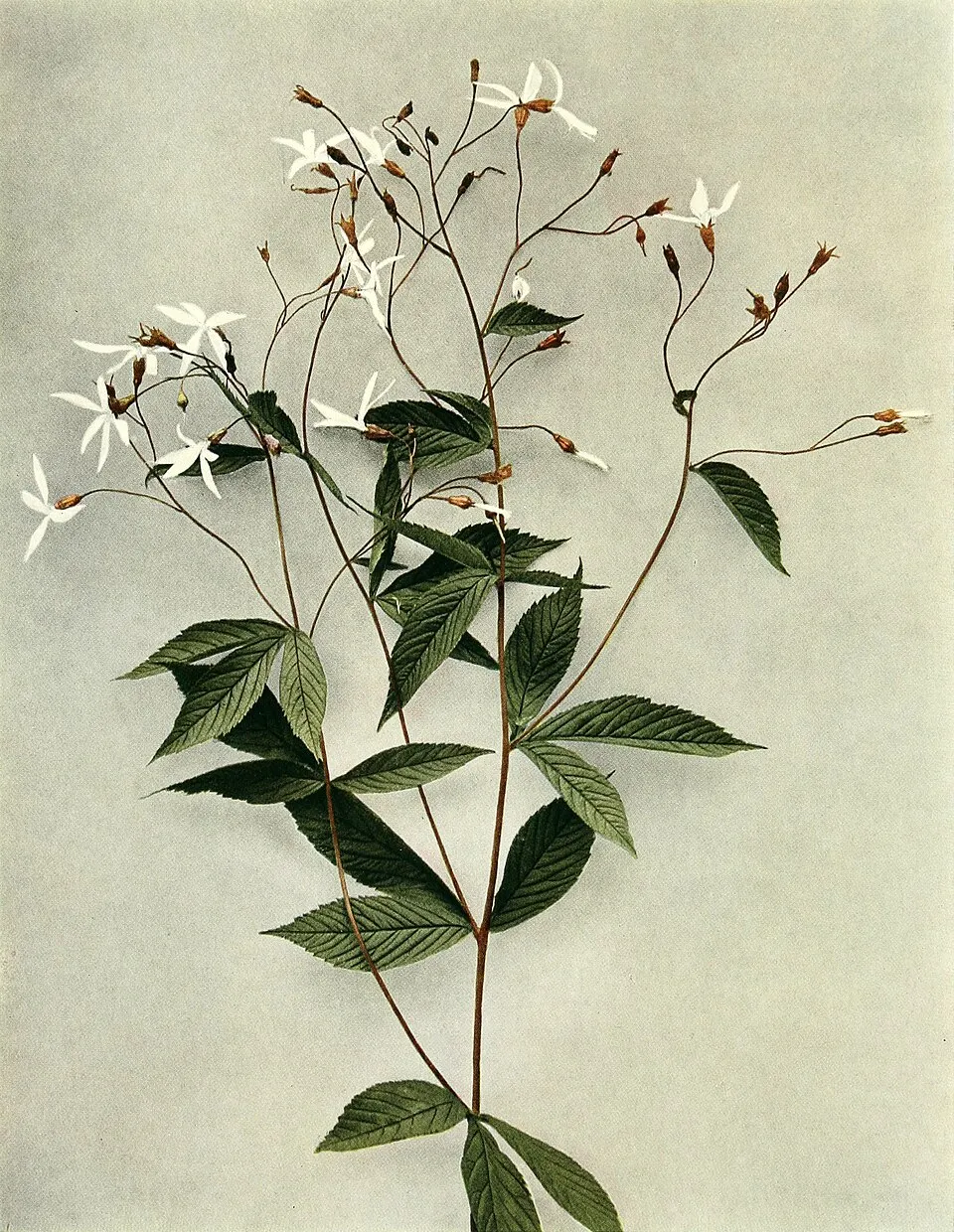 Hármaslevelű indiánlándzsa / Gillenia trifoliata