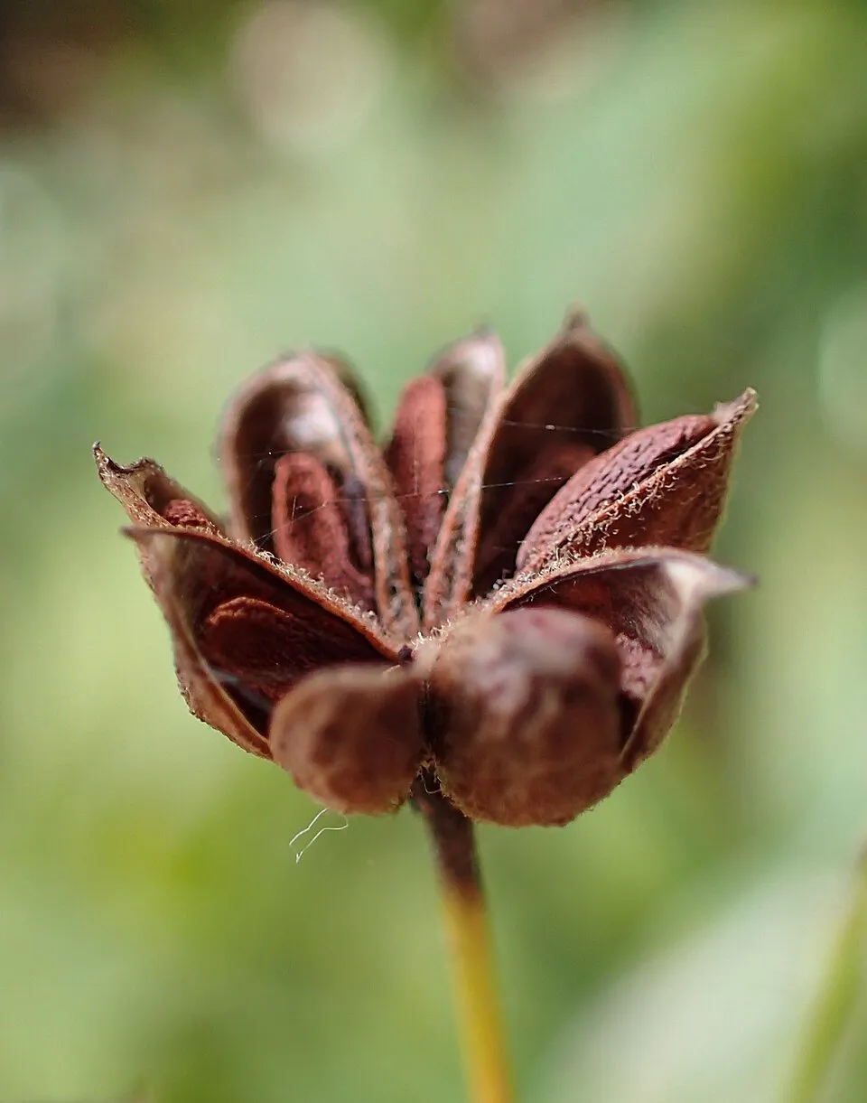 Hármaslevelű indiánlándzsa / Gillenia trifoliata