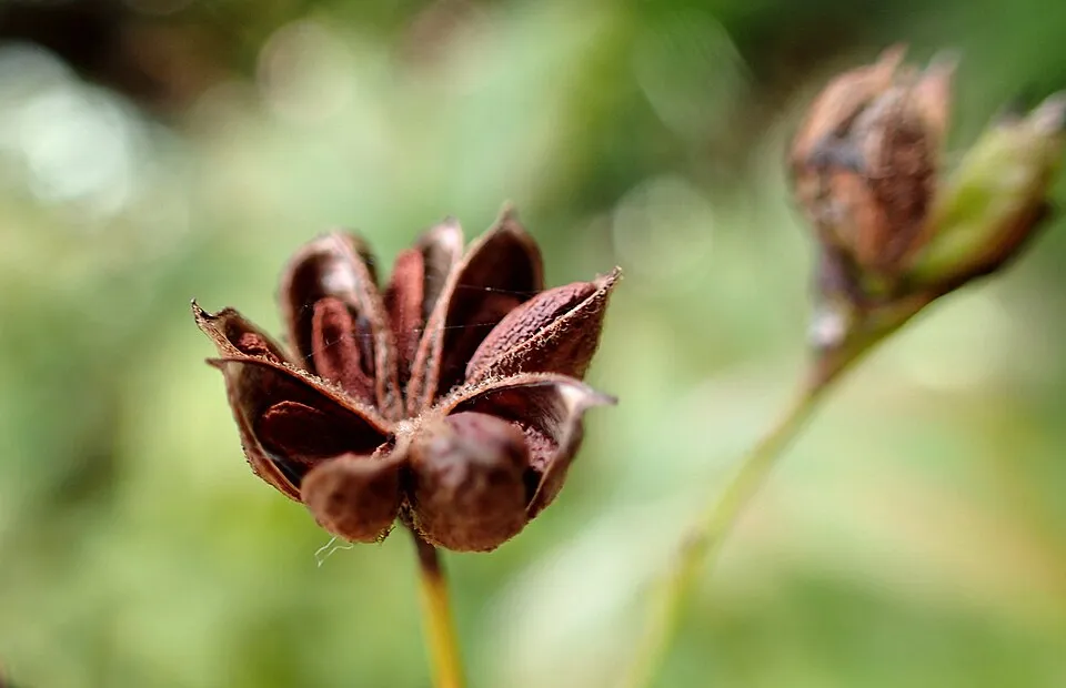 Hármaslevelű indiánlándzsa / Gillenia trifoliata