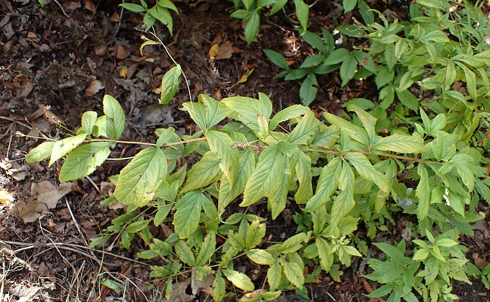 Hármaslevelű indiánlándzsa / Gillenia trifoliata