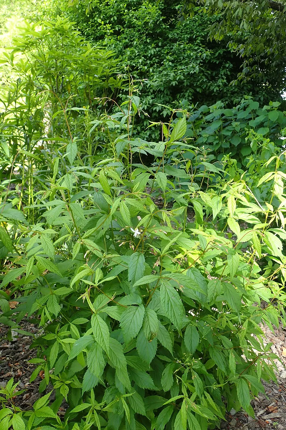 Hármaslevelű indiánlándzsa / Gillenia trifoliata