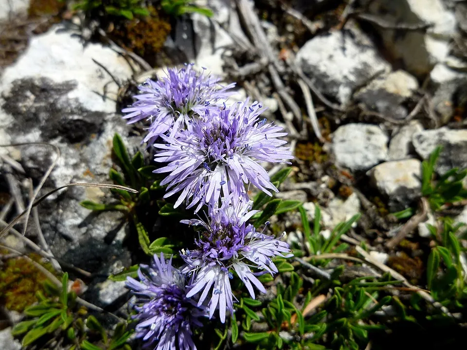 Kúszó gubóvirág / Globularia repens